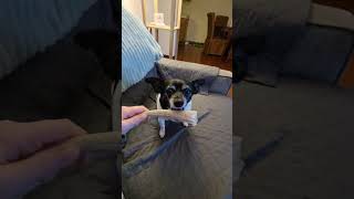 Video preview image #1 Chihuahua-Unknown Mix Puppy For Sale in Crystal, MN, USA