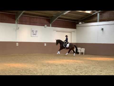 Zu verkaufen - 4-jähriger Wallach von Goldberg x Fidermark x Wachhorst