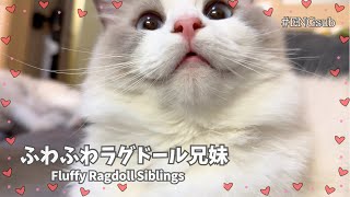 ねこがかわいいだけの動画 【猫との暮らし】【癒し】【ENGsub】
