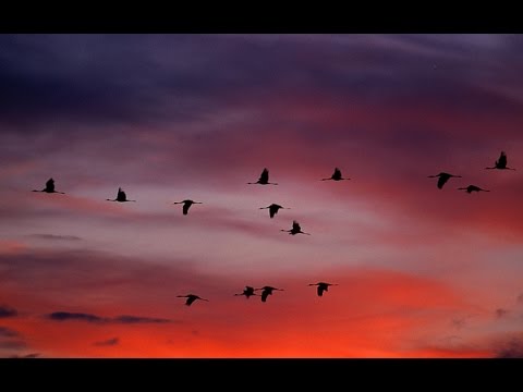 Żurawie - Ptaki w Dolinie Baryczy i na Stawach Milickich