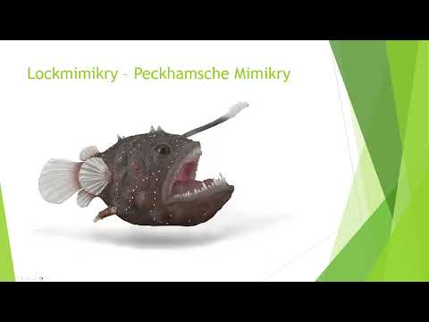 Mimikry und Mimese   Die Tarnung der Lebewesen