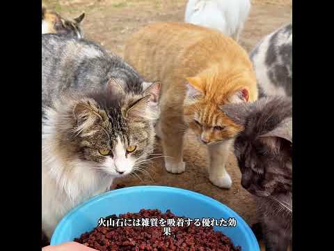 崩壊寸前の家から27匹の猫を緊急レスキュー。隔離室への移動と、水飲み場に作った「猫用スロープ」の秘密#cat #pets #funny #shorts #fyp #cute