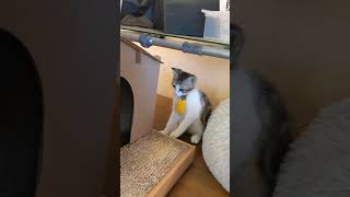 [喵log] 小屁孩與老屁孩的午睡之戰