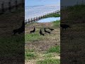 A group of Great-tailed Grackles singing together
