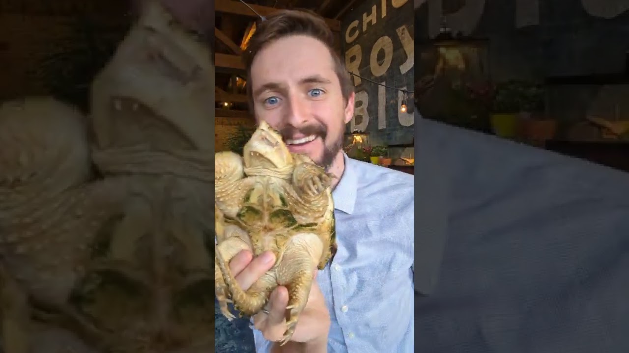 Snapping Turtles Shoot Water From Their Noses (& This Is How)