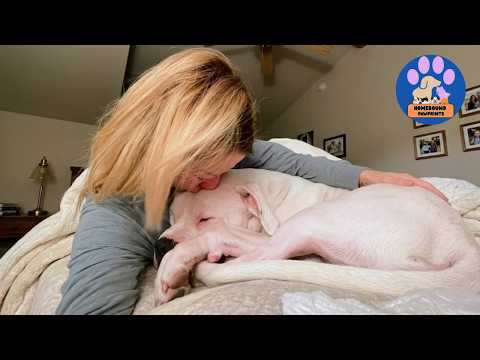 Shelter Staff Tried to Silence This Dog… Until He Finally Found Someone Who Listened