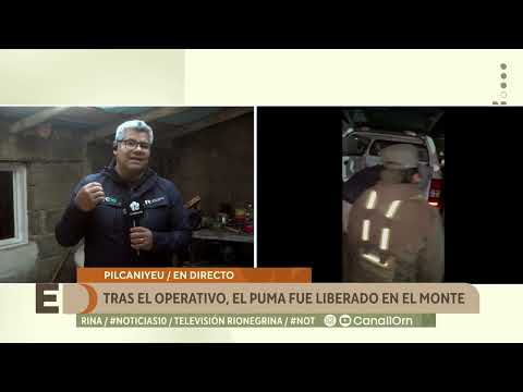 PILCANIYEU: un puma apareció en su casa y así fue el operativo para retirarlo