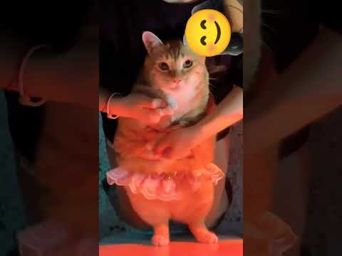 Cat with dressing up 😂😂🤣🤣 from charmi #reviewhoathinh #linlinmanhua