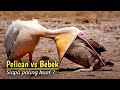 10 Most Amazing Bird Attacks Caught On Camera