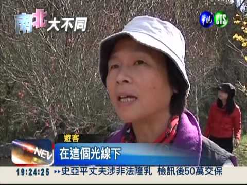 武陵五顏六色 紅楓葉.黃銀杏繽紛