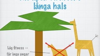 Evolutionens grundpelare