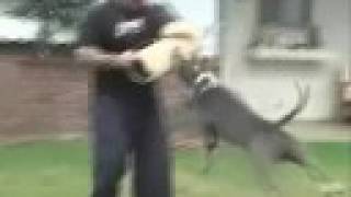 Xtremek9supplies.com,Pitbull Dog Collar,Rottweiler Dog Harness,Dog Supplies