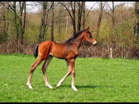 Hengstfohlen zu verkaufen Sir Heinrich x Faveur