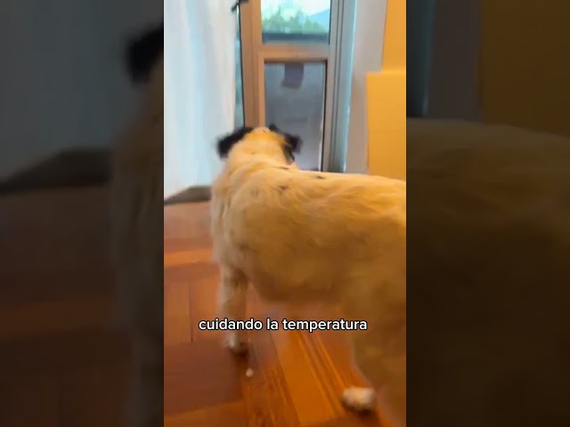 Vídeo relacionado con Tope para puerta de tela de arena, personajes animales, perro, gato, tope para puerta de ventana