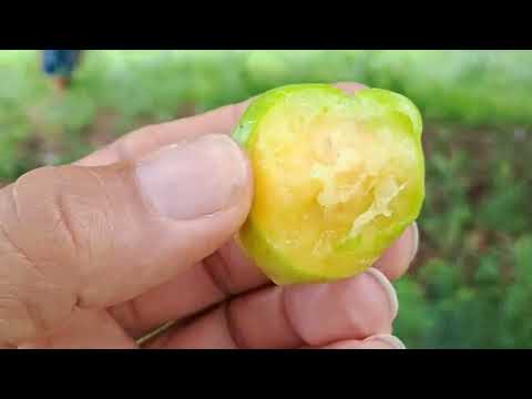 Sítio Arisco, Zona rural de Bento Fernandes,  região Mato Grande do Rio Grande do Norte