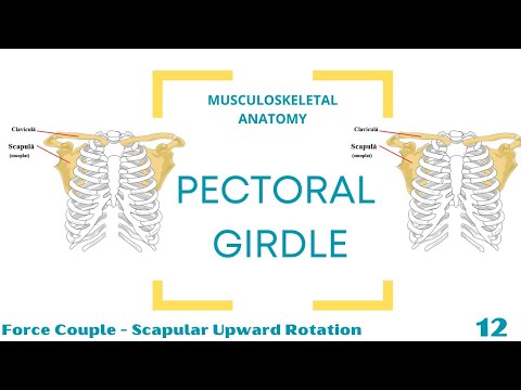 Force Couple - Upward Rotation