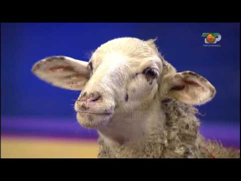 Portokalli, 4 Nentor 2012 - Denoncuesi (Qingji dhurate per Salin)