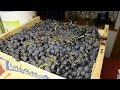 How To Make Red Wine From Grapes: Destemming & Crushing