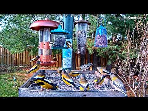 Ten Minutes Of Non-Stop Evening Grosbeaks | Ontario FeederWatch Cam – Nov. 2, 2022