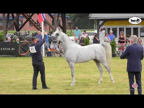 N 41 PIRENO   Strohen 2021 European C Show   Stallions 4+ Years Old Class 121314