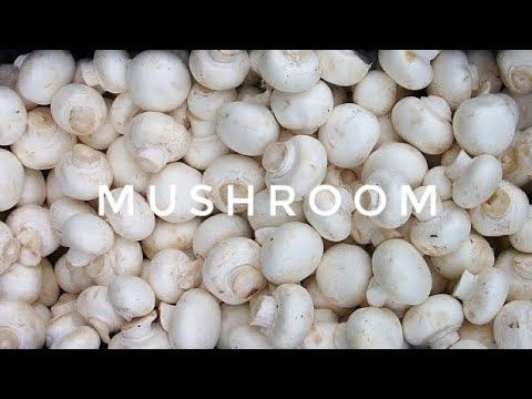 download lagu mp3 mp4 What Is The Scientific Name Of Mushroom, download lagu What Is The Scientific Name Of Mushroom gratis, unduh video klip What Is The Scientific Name Of Mushroom