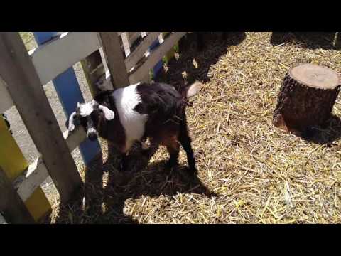 Tennessee Fainting Goats