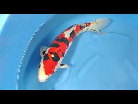 B 3726 06 DOITSU SANKE 45CM MALE OGATA