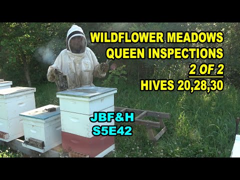 , title : 'Wildflower Meadows Queen Inspections 2 of 2 S5E42 #beekeeping #widlflowermeadowsqueen'