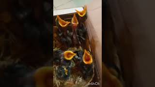 Download lagu Anakan Jalak Kebo Minta Makan!#Shorts mp3