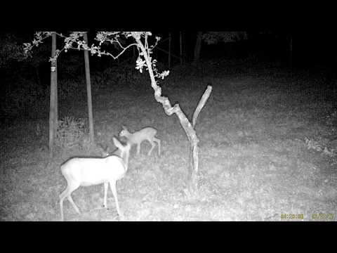 Rehbock auf Jagd 22. 06. 2017.