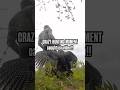 Has Your Dead Turkey Ever Got Up And Taken Off Turkey Turkeyhunt Hunting Viralvideo Funny