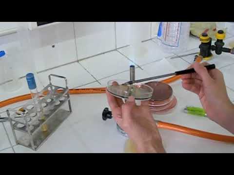 Siembra en estría II