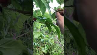 桑の実って知ってる？？ #asmr #nature #自然 #アウトドア #梅雨 #桑の実 #野草