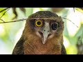 Wildlife Photography 7km Out From Darwin City