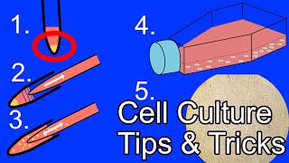 Cell Culture - Tips & Tricks