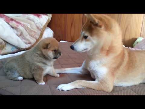 届かないパンチに萌える！柴犬の赤ちゃん燐五（りんご）A roly‐poly Shiba Inu puppy, punches don't reach.