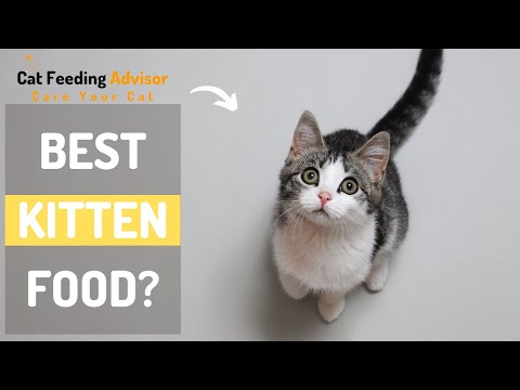 Best Vet Recommended Kitten Food || Cat Feeding Advisor