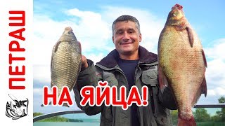 Как ловить на яйца с берега