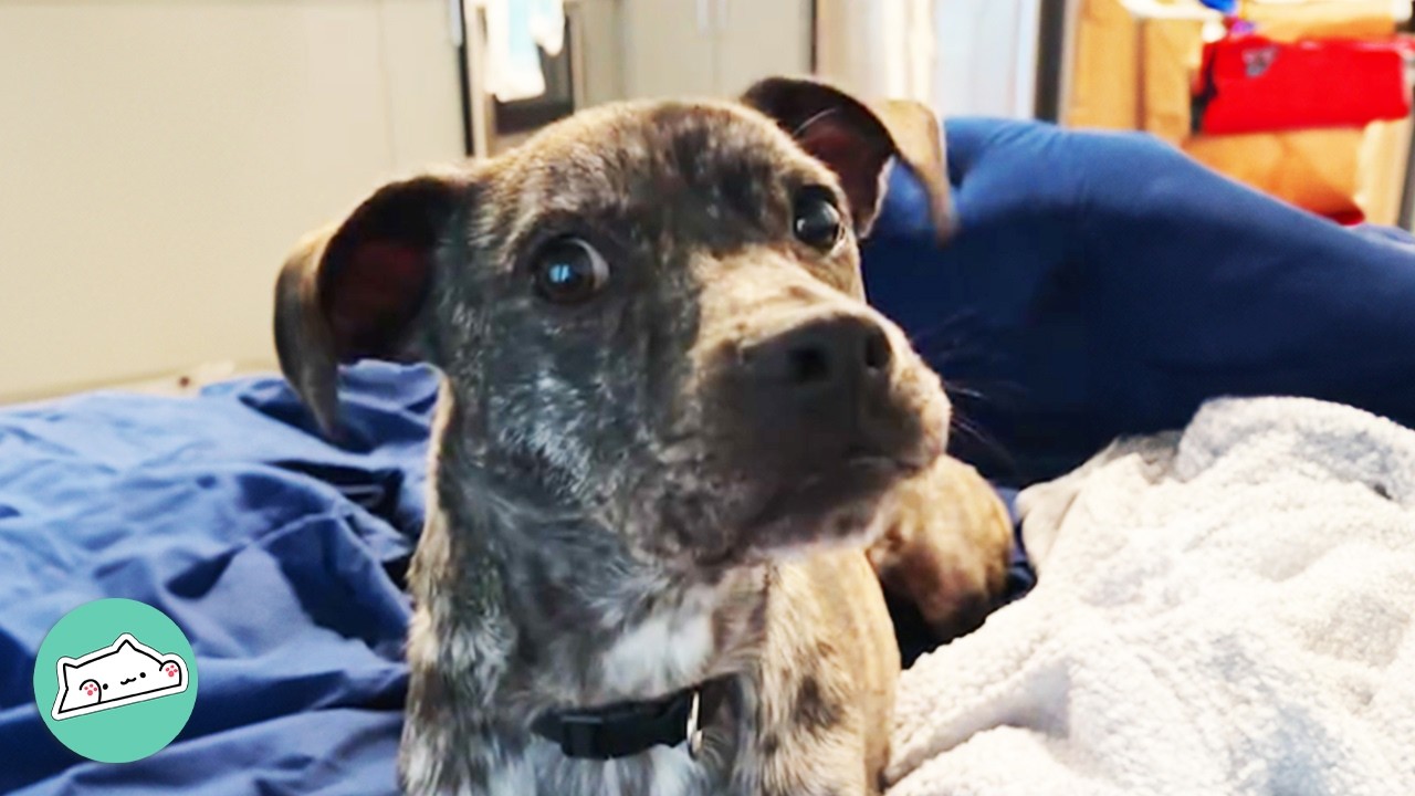 Rescue Pup Started Talking, Lady Was Shocked | Cuddle Buddies