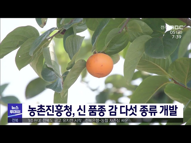 농촌진흥청, 신 품종 감 다섯 종류 개발