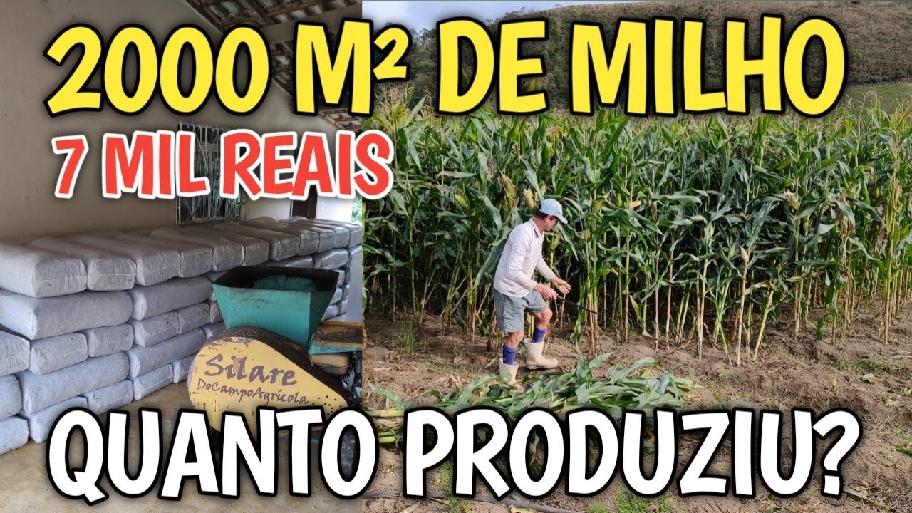 resultado do milho safrinha 2000 m² de silagem ensacada/ quantos sacos rendeu?