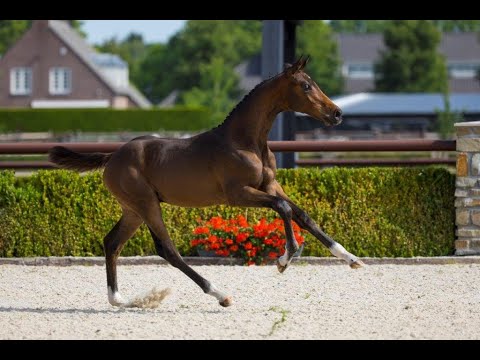 Ulysse Royal Kaliber Z  (Utamaro d'Eccaussines x Cicero Z van Paemel) - colt  born - 01-03-2022