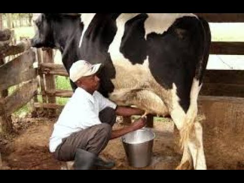 , title : 'Comment élever les vaches laitières ?'