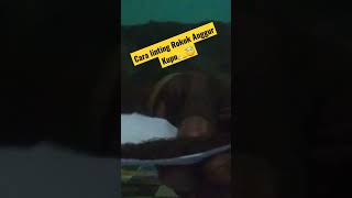 Download lagu CARA LINGTING ROKOK ANGGUR🦋 #shorts #cara #rokok mp3
