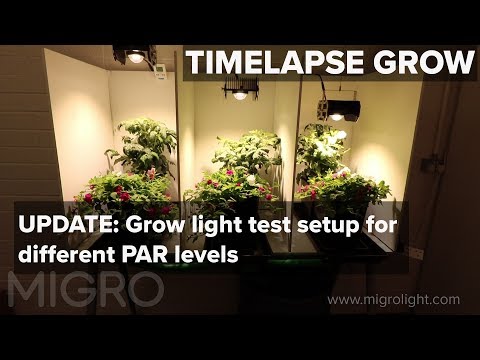 UPDATE - grow light test of different PAR levels   - TIME LAPSE GROW