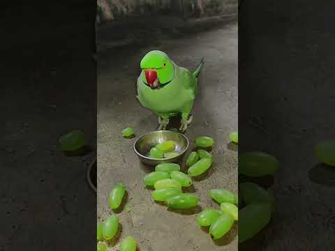 amazing talking parrot 🦜 mithu 🍏💚🦜 #parrot #talkingparot #petbird #nonstoptalkingparrot #shortvideo