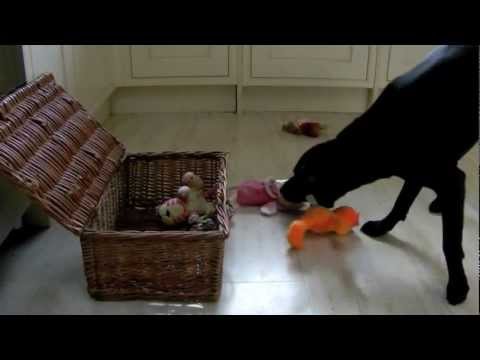Harry's amazing dog tricks skateboard, nesting cups, piggybank -