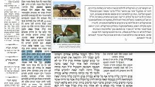 דף יומי מסכת סנהדרין דף ס Daf yomi Masechet Sanhedrin page 60  ע"י יוני גוטמן (שיעורי הדף היומי ב-20 דקות – מועבר ע"י ר' יוני גוטמן – לעילוי נשמת אביו ר' אלימלך צבי (צביקה) גוטמן ז"ל) - התמונה מוצגת ישירות מתוך אתר האינטרנט יוטיוב. זכויות היוצרים בתמונה שייכות ליוצרה. קישור קרדיט למקור התוכן נמצא בתוך דף הסרטון