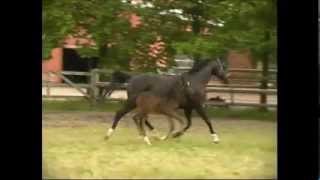 Video von Sandrina Hit II