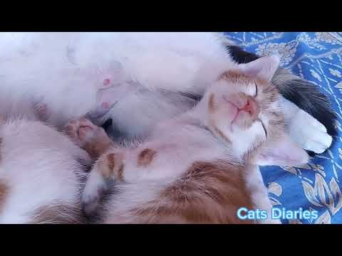 My story with cats #story #catlover #cats #catsrescue #straycat